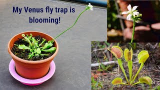 My Venus fly trap is blooming!  let's try propagating the plant using the stock planting method