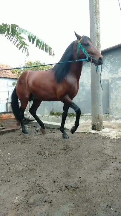 Kuda Joget🤣#short