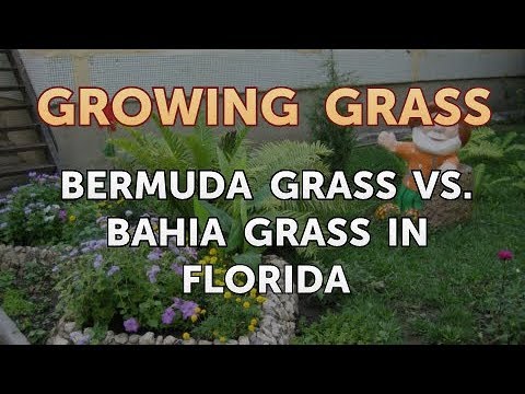 Video: Bahia Grass Preventer: Petua Untuk Mencegah Dan Membunuh Bahia Grass