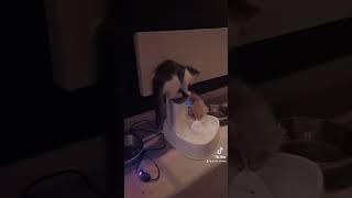 قط صغير يشرب الماء