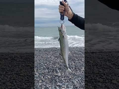 Fishing | 釣り | Love Fishing during holiday #fishing #adventure #funnyvideo