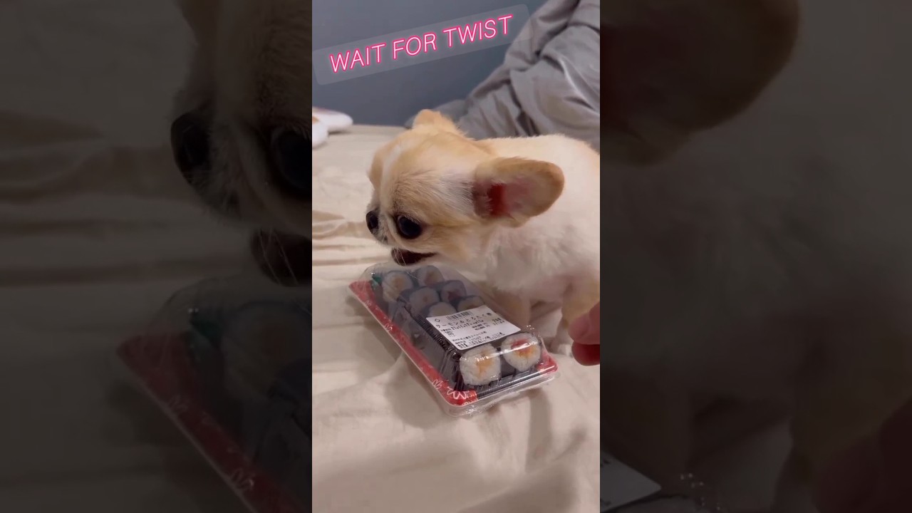 funny animals cute pets viral video\animals lol moments 