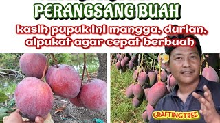 Agar pohon mangga di pot cepet berbuah @MUTTAQINMUHAMMAD