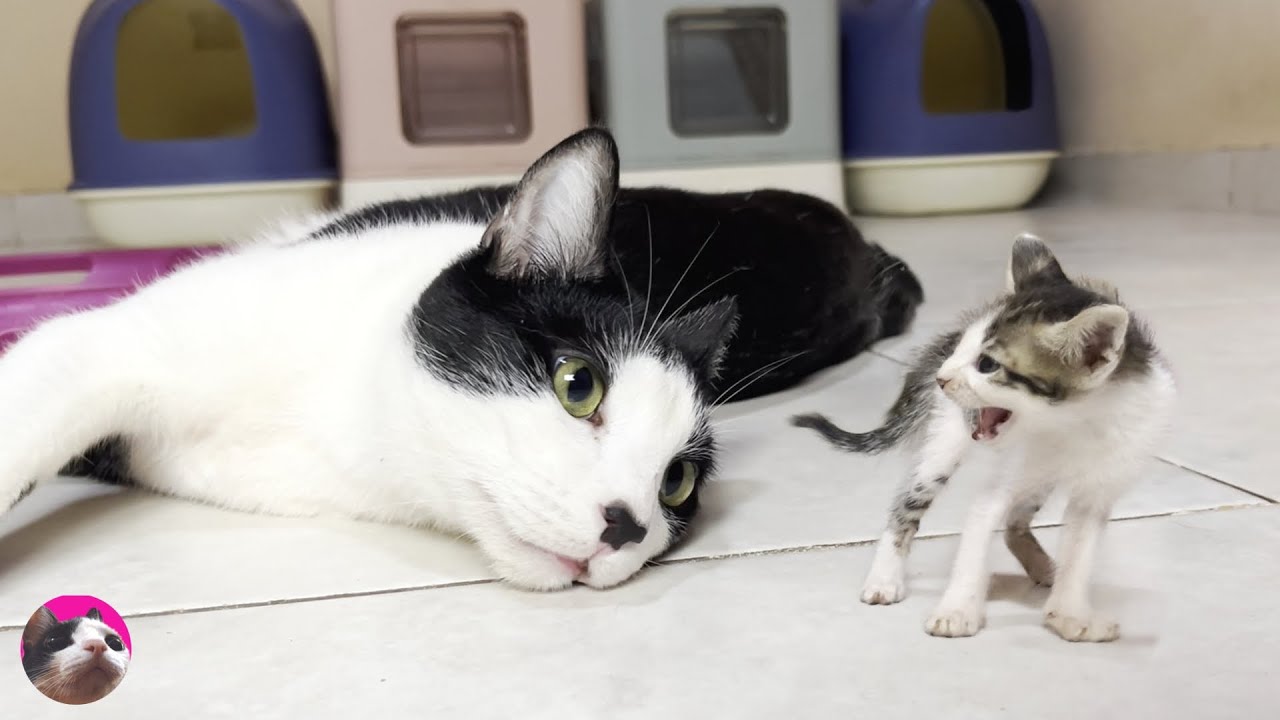 Tiny kitten hissed in the first cat room and miracle older cat Mu