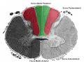 N1 | Médula espinal | Anatomía 2 | FMed UBA