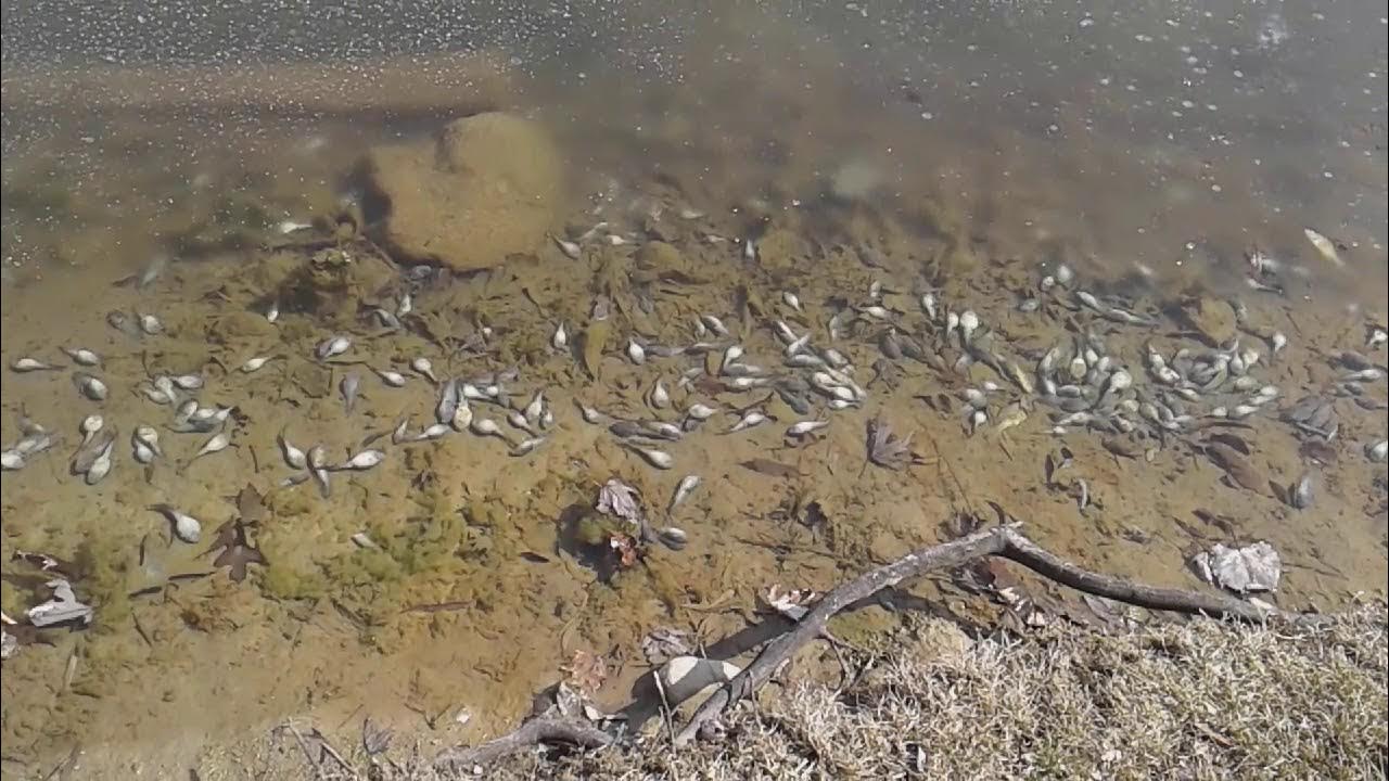 Dead tadpoles and fish. YouTube