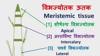 Meristemic tissue,tissue part-2,9th science ncert chapter 6,Apical,intercalary,lateral,विभज्योतक ऊतक