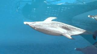 Dolphin escort 40 miles off Daytona