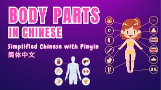 5 Minutes Chinese | 55 Body Parts Vocabulary - Full Mandarin, No English Audio Included简体中文
