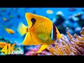 Aquarium 4K VIDEO (ULTRA HD) 🐠 Beautiful Coral Reef Fish - Peaceful Music & Colorful Marine Life