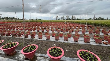 TẬP 1 - HƯỚNG DẪN TRỒNG HOA CÚC KIM CƯƠNG ĐỎ, PHA LÊ TẾT 2026 | TRỒNG CÂY