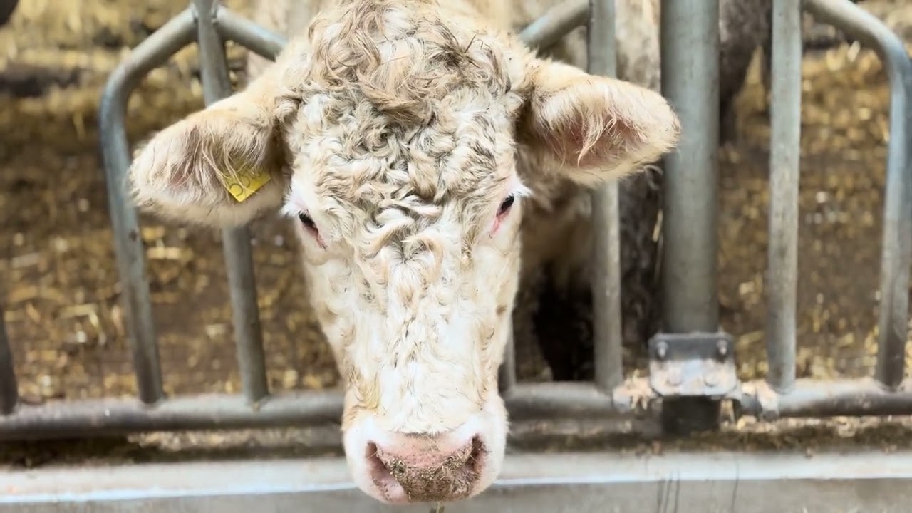 Young 9-month-old #bulls, free-range #viral 