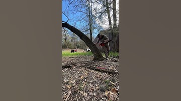 How to (safely) cut down a leaning tree - a DIY step by step guide.
