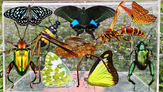 Amazing Insect Hunting: Beautiful Butterflies, Giant Katydid, Frog-Legged Beetles & More