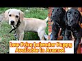 Low price labrador puppies available  furry friend  nature and pet lovers  vlogs  cute puppy