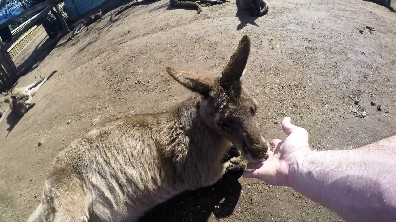 [HD] Feeding the kangaroos, Tasmania, October 2016 (カンガルーに餌やり、タスマニア州、2016年10月)