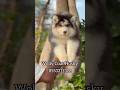 Top Quality Husky 🔥 Odd Eyes Male Puppy Available 🐶 Bangalore | Best Price #trending #viral #puppy