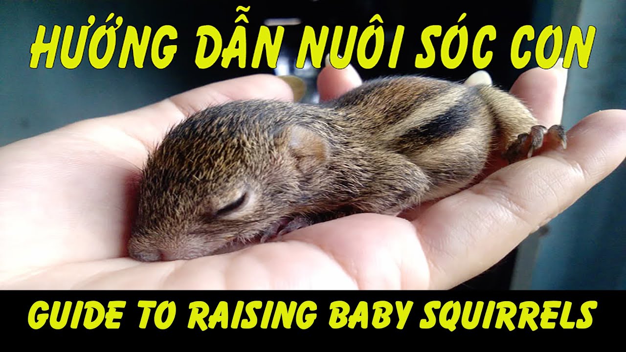 Guide to raising baby squirrels Hướng Dẫn Chi Tiết Cách Nuôi Sóc Con