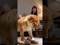 Sleepy Shiba Slowly Sinks Into Slippers Then Refuses To Move Away