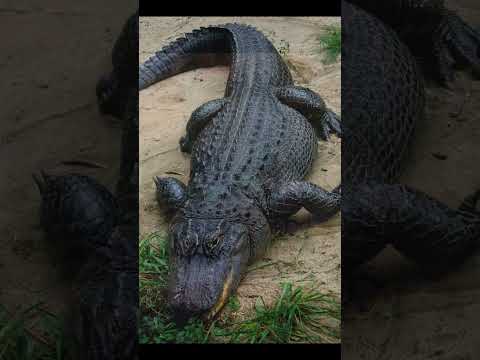 וִידֵאוֹ: Crocodile blunt: תמונה, תיאור, אוכל