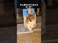 わんぱくすぎるコーギーが可愛すぎる件について #コーギー #犬