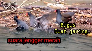 Suara burung mandar batu.tunggal part 2 #jebak #suara #pikatanburung #burung