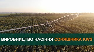 «В регіоні для регіону»: KWS активно продовжує виробництво гібридного насіння соняшника в Україні