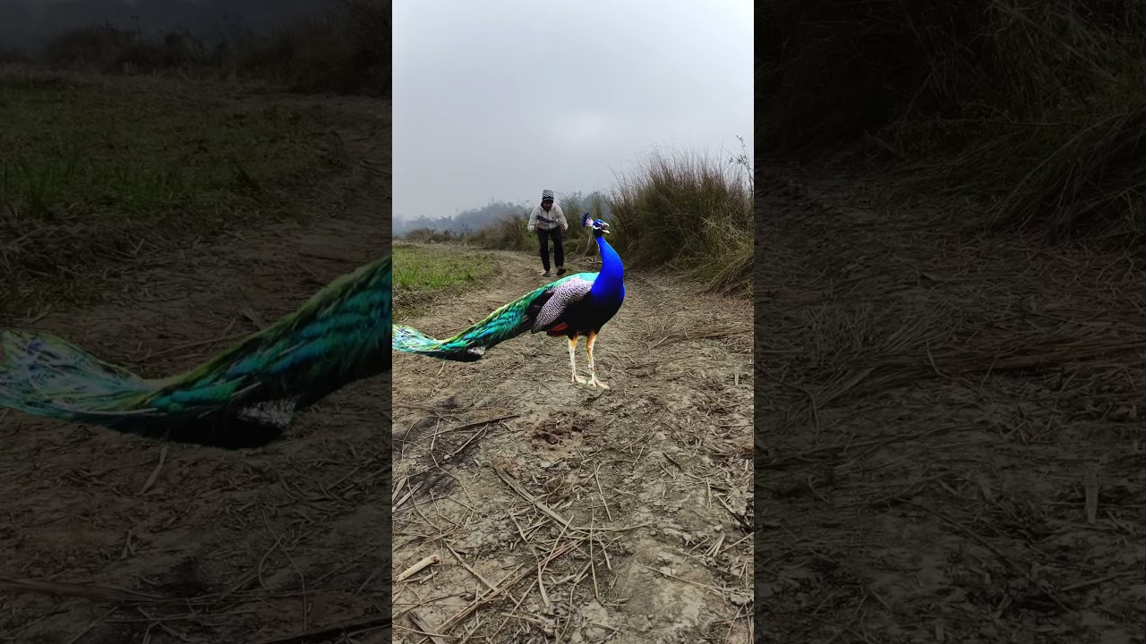 Beautiful peacock and young boy try catching peacock 