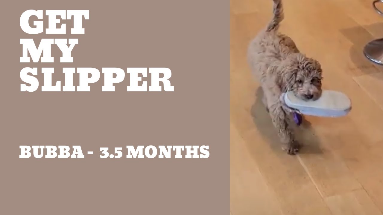 Training a Dog to "Go Get my Slipper " YouTube