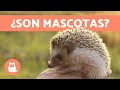 ERIZO como MASCOTA 🦔 ¿Es CORRECTO? ¿Qué CUIDADOS necesitan?