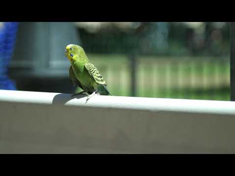 Video: În Australia, Papagalii Morți Cad Chiar De Pe Cer - Vedere Alternativă