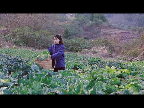 From seed to cabbage, I spent four months recording its growth從一粒粒種子變成一顆顆大包菜，我用四個月記錄它的生長