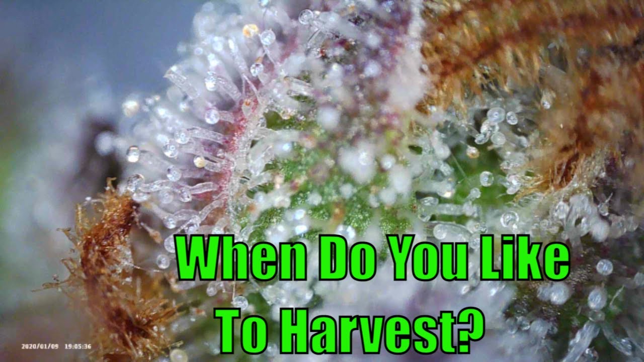 Autoflower Clone Harvest, Trichome Closeup And The Start Of A New Photo Run 