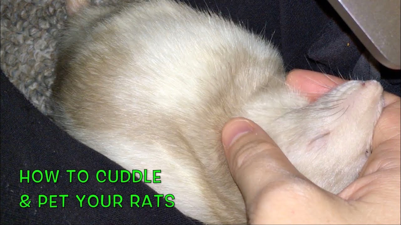 Download How to Cuddle/Pet Your Rats