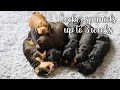 NEW BORN PUPPIES - COCKER SPANIEL PUPPY SERIES // Lollipop1996