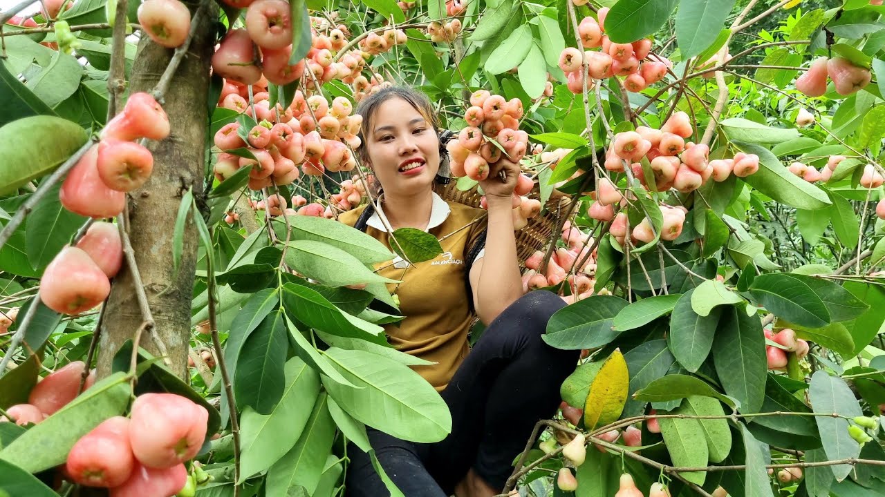 Harvest Roi fruit and bring it to the market to sell _ buy rabbits to raise | Chuc Thi Duong