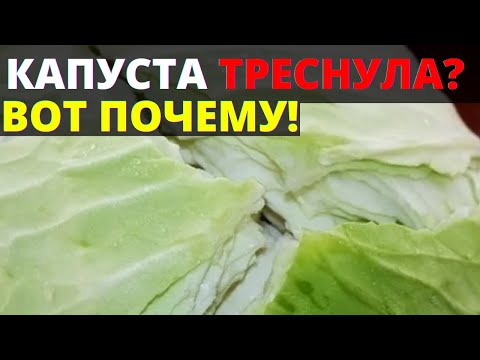 Почему трескается капуста на грядке на корню - растрескиваются кочаны