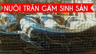 Khám Phá Trại Nuôi Trăn Gấm | Trần Ni Miền Tây