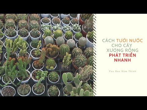 Video: Cách Tưới Nước Cho Cây Xương Rồng