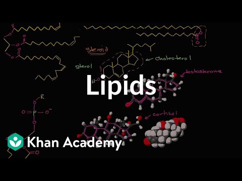 Lipid overview | Macromolecules | Biology | Khan Academy