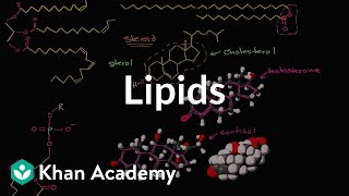 Lipid Overview