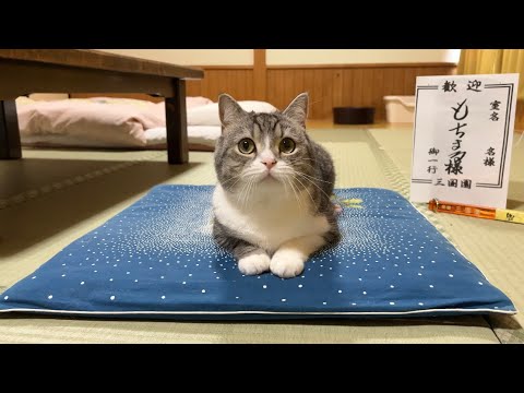 猫と泊まれる旅館でもち様とお泊まり会したら最高すぎました…笑