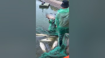 🔴 Fishing TV thu hoạch Cá Trắm Đen Cỏ to cho anh em hồ câu Miền Bắc #cátrắmđen #fishing #ThủySảnWork