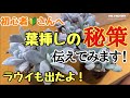 【多肉植物】足の踏み場も無いハウスツアー