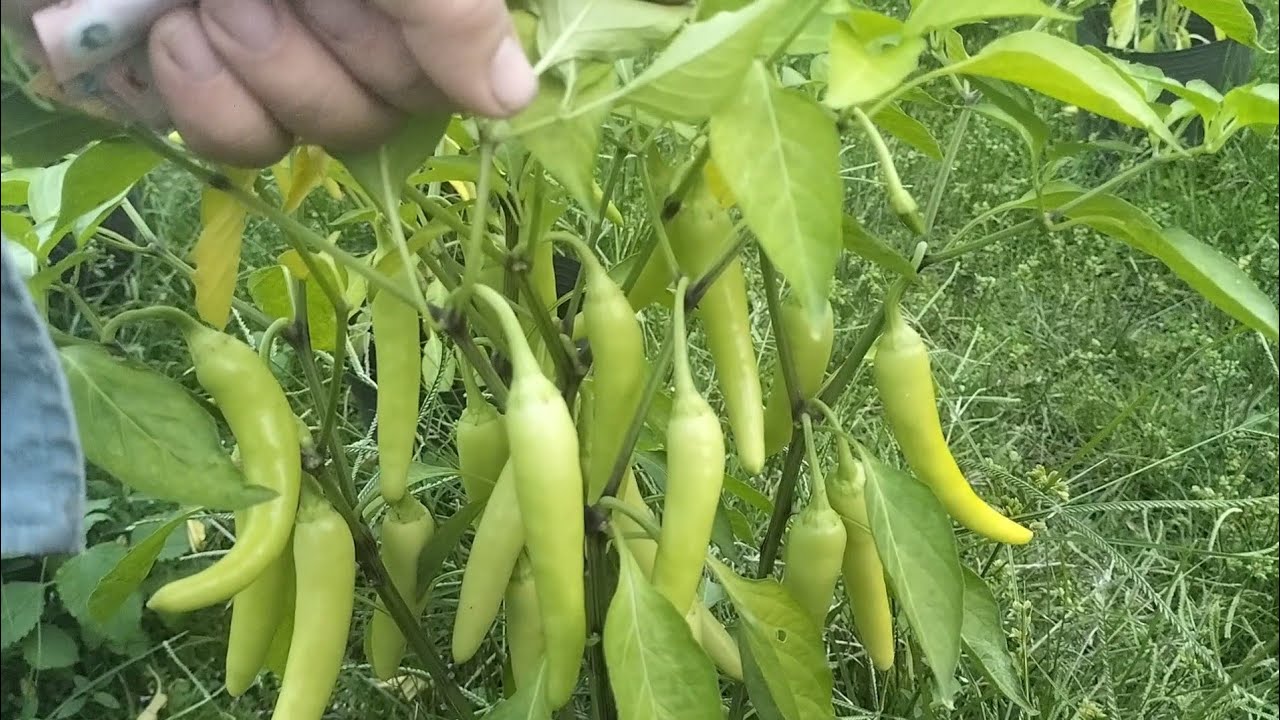 vườn ớt chuẩn bị thu trái thì bị phạm thuốc 