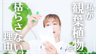 【私が観葉植物を枯らさない理由】強くたくましい観葉植物育成方法初公開