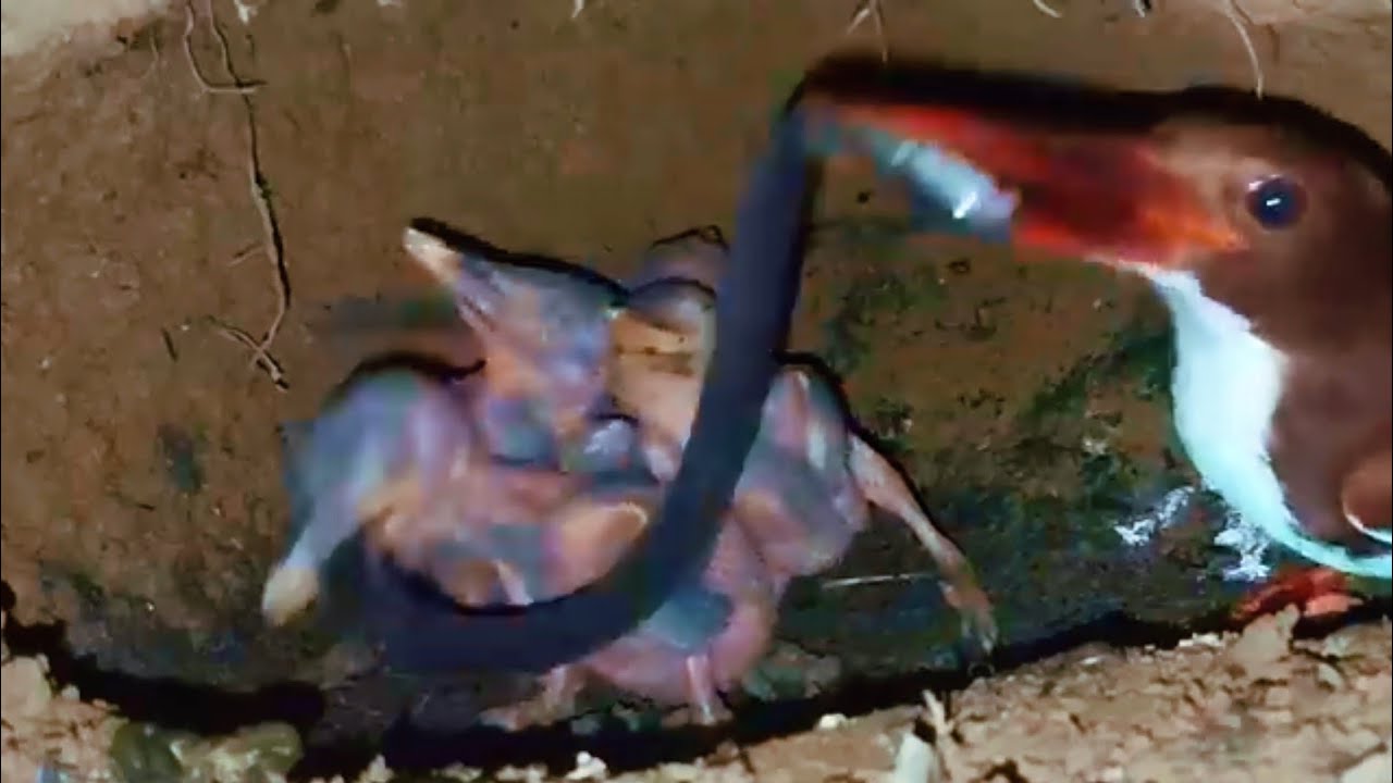 Baby Tengkek Bird Swallows a Whole Snake in the Nest - YouTube