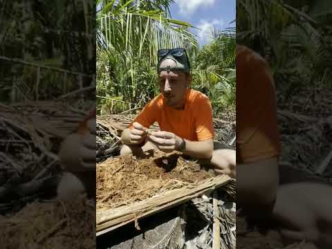 Video: Sago Controllo del punteruolo delle palme: suggerimenti sul trattamento del punteruolo delle palme