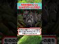 【もののけ姫】イノシシの皮を被ったら本当に匂いを誤魔化せる？科学的に検証してみた