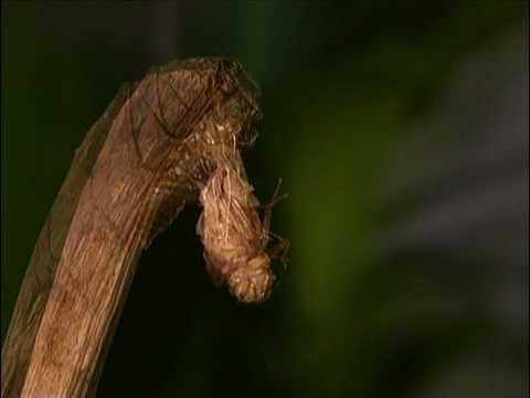 Dragonfly life cycle